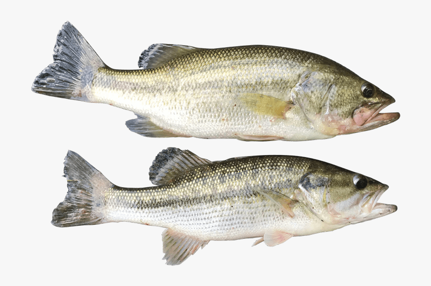 Summer Spots Pic3 - Bass, HD Png Download