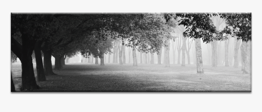 Morning Fog - Monochrome, HD Png Download