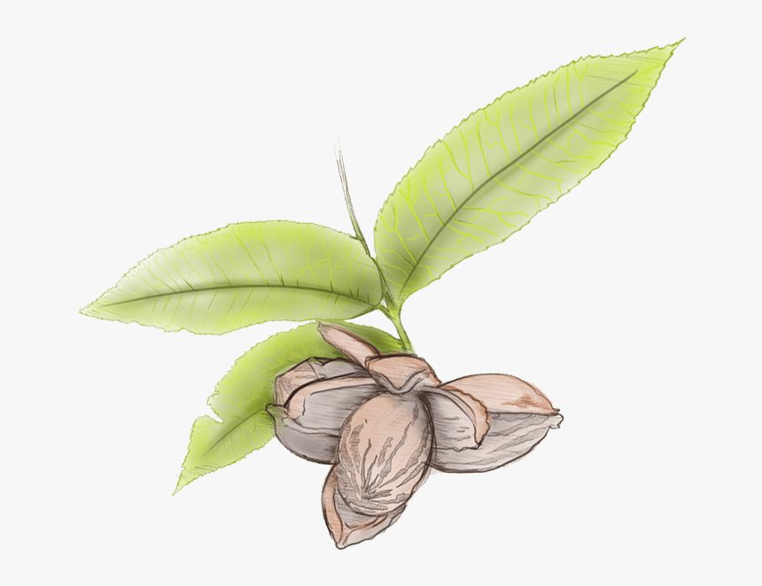 Pecan Leaves Illustration Illustration- - Pecan Tree Leaf Transparent, HD Png Download