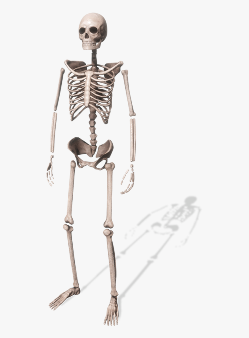 Skeleton, HD Png Download