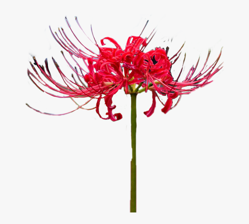 #lycoris #red #flower #chimhoped #sticker - Guernsey Lily, HD Png Download