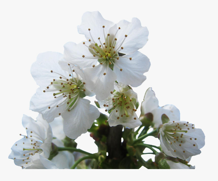 Cherry Blossom White Transparent, HD Png Download