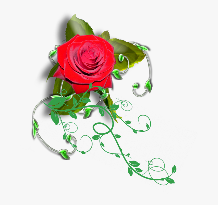 #mq #red #rose #vines - Garden Roses, HD Png Download