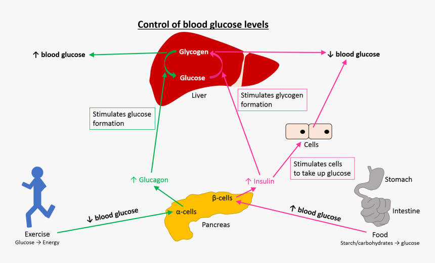 Prime Global Medical Communications - Stress And Blood Glucose Levels, HD Png Download