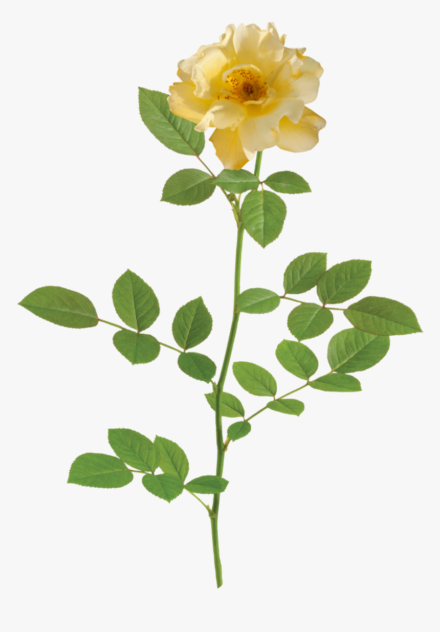 Rose Lemon Drift® - Rose, HD Png Download