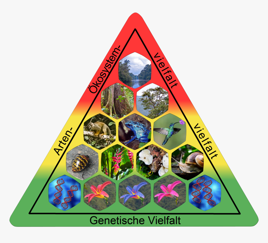Elements Of Biodiversity - Biodiversity Elements, HD Png Download