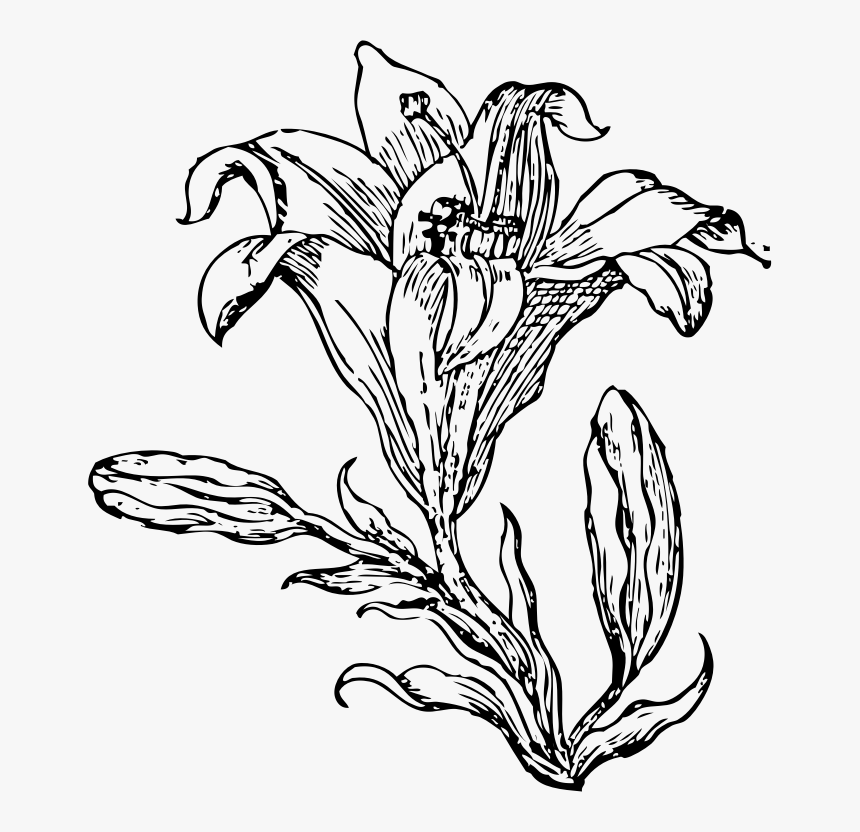 Transparent Holy Thursday Clipart - Flower Plant Png Vector, Png Download