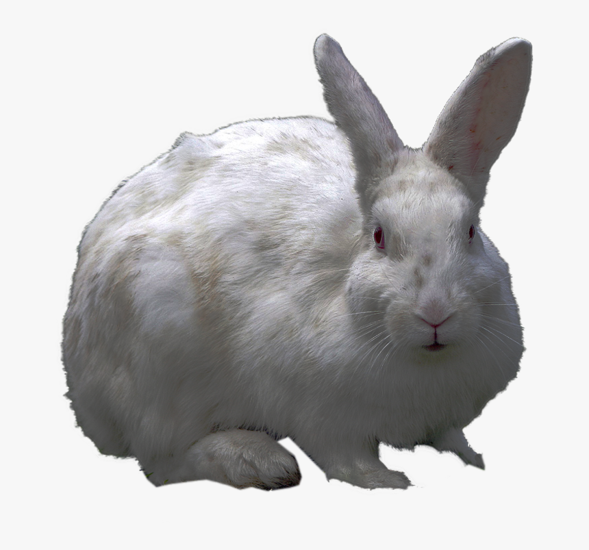 Free Icons Png - Rabbit Hd Transparent Background, Png Download