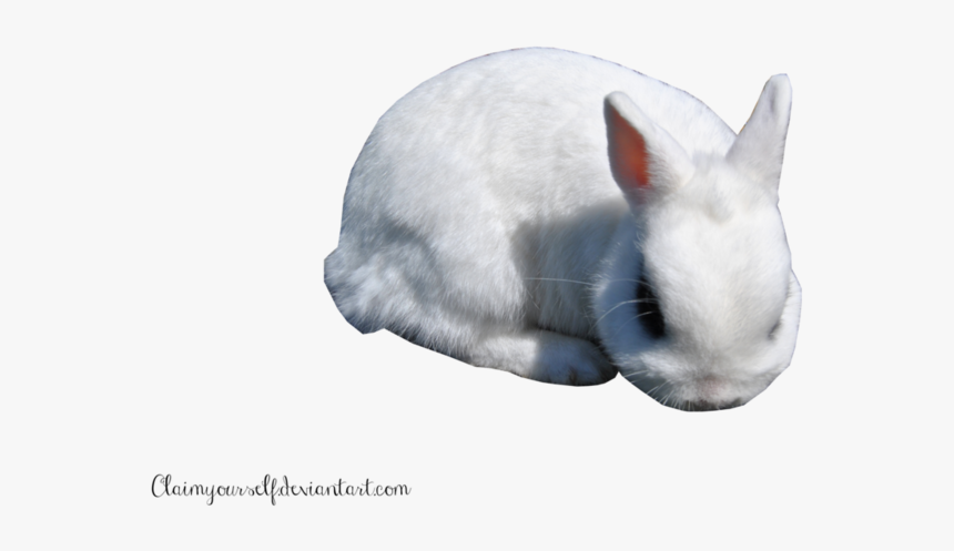 White Rabbit Png Clipart - Portable Network Graphics, Transparent Png