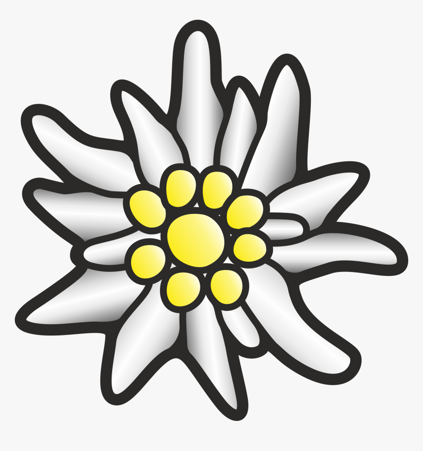 Looking Very Photo Edelweiss With Black Stripes - Edelweiss Png, Transparent Png