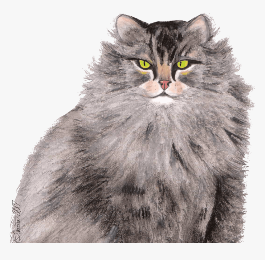 Greymainecoon Catsitting 8 Png, Transparent Png