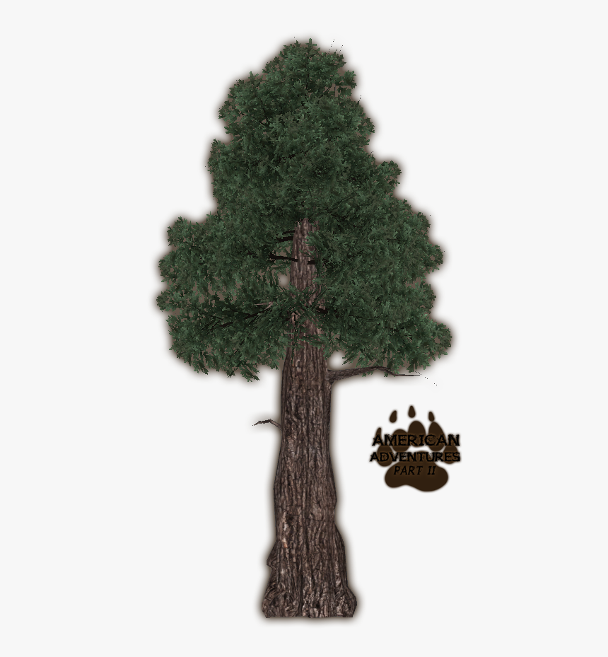 Redwoodcoast Jimmyzhoopz - Mexican Pinyon, HD Png Download