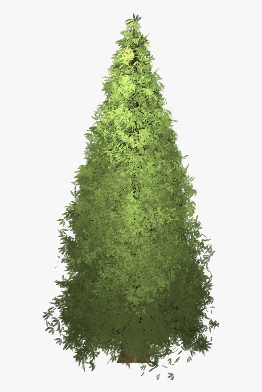 Redwood Tree Painted Tree Free Photo - Tree, HD Png Download