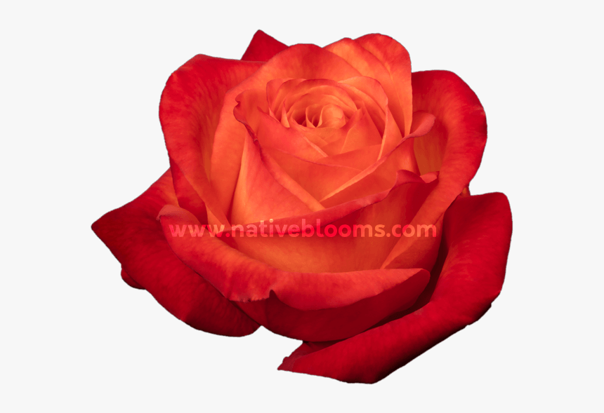 High & Intenzz Roses - Floribunda, HD Png Download
