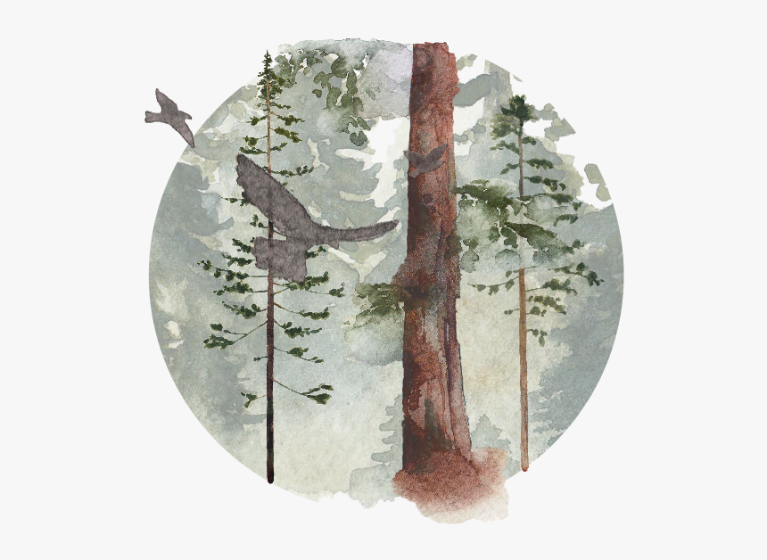 Redwood Tree Png, Transparent Png