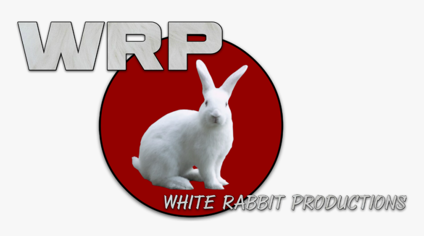 Picture - Domestic Rabbit, HD Png Download