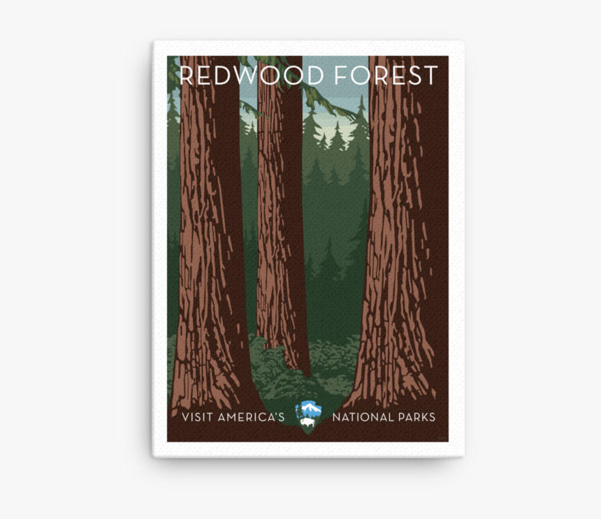Redwood Forest Canvas - Picture Frame, HD Png Download