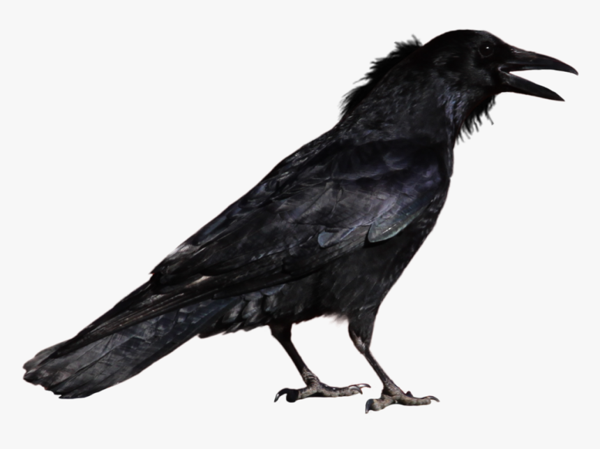 Raven Png - - Crow Png, Transparent Png