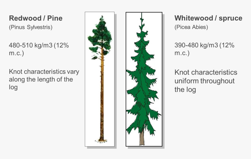 Canadian Fir, HD Png Download