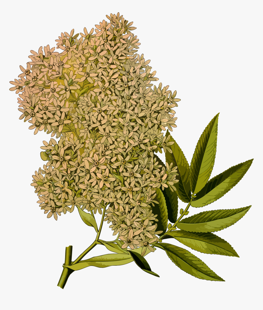 African Redwood - Hagenia Abyssinica, HD Png Download