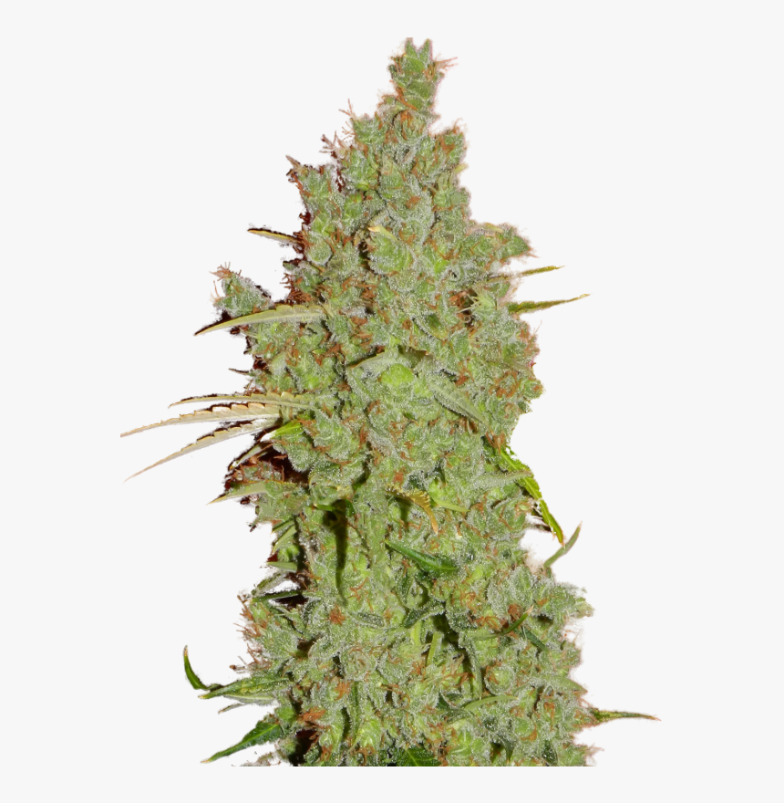 Amnesia Super Strains, HD Png Download