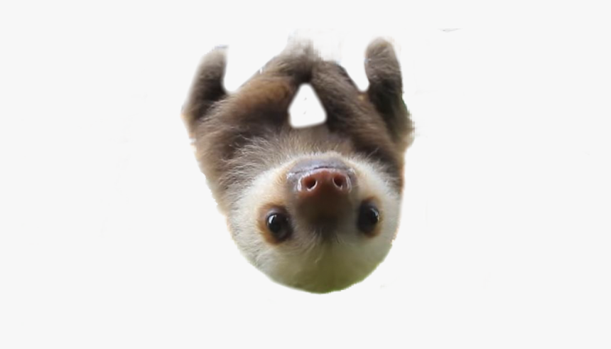 Transparent Blobfish Png - Domestic Pig, Png Download