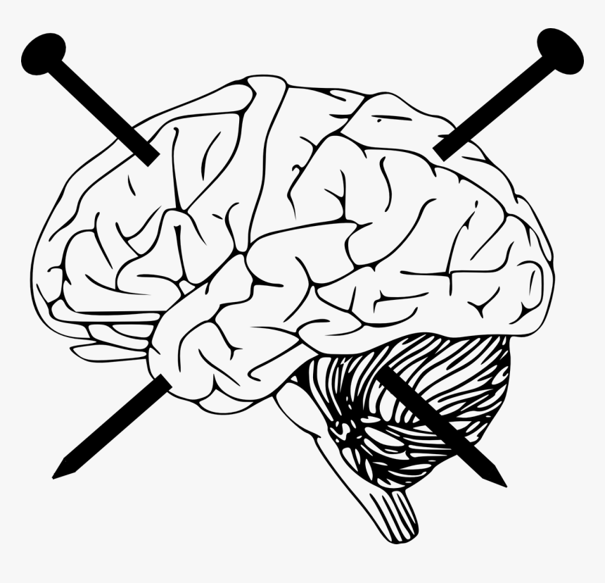 Outline Of Human Brain, HD Png Download