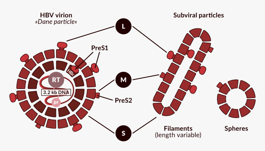 Schematic Representation Of The Hbv Virion And Non-infectious - Circle, HD Png Download