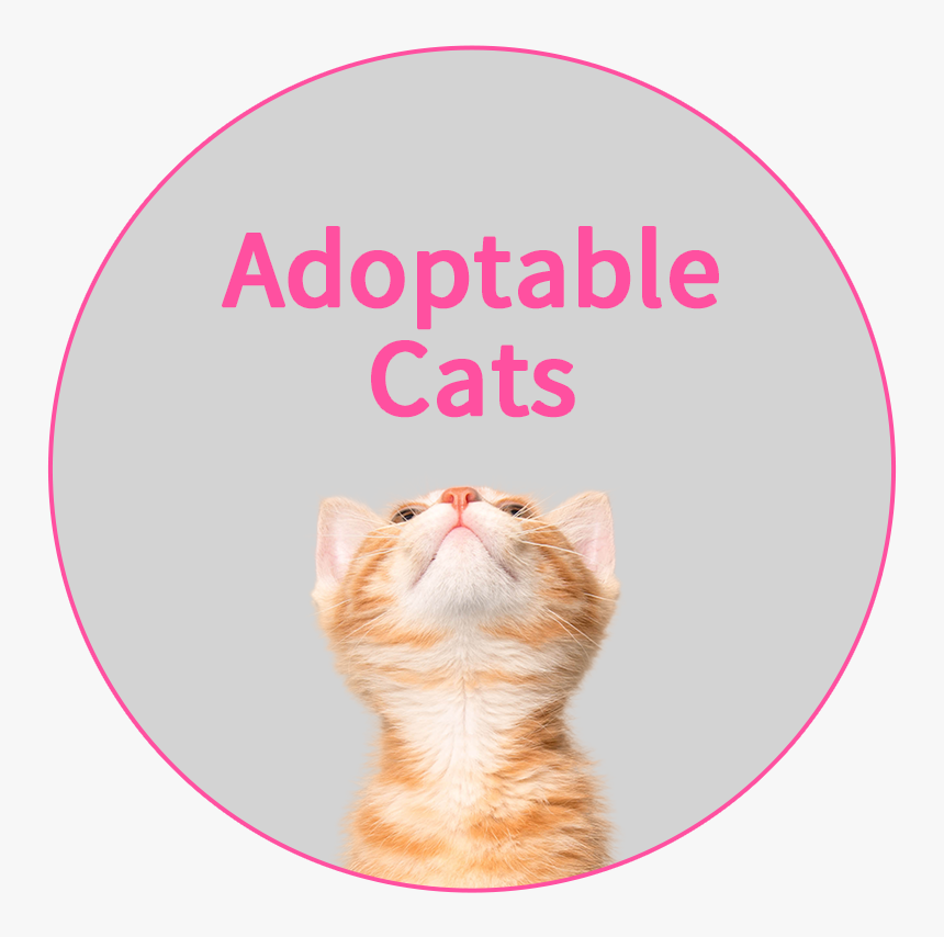 Gold 
 Srcset //cdn - Wall Clock, HD Png Download