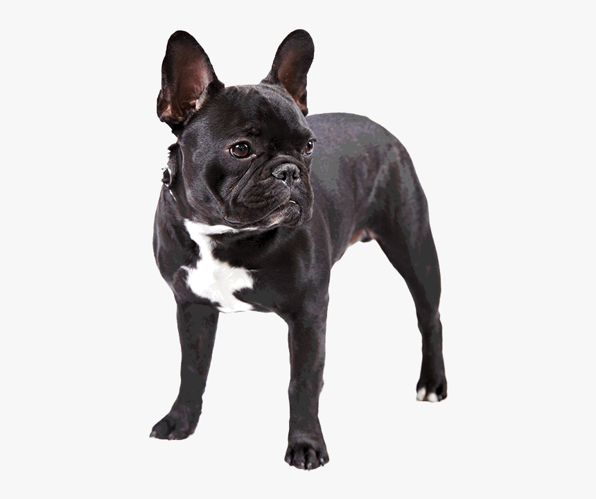 French Bulldog Png, Transparent Png