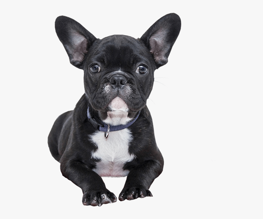 French Bulldog Transparent Background, HD Png Download