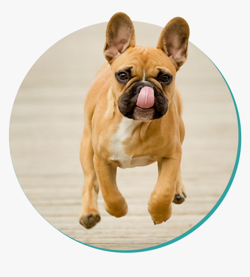 Picture - French Bulldog Moving, HD Png Download