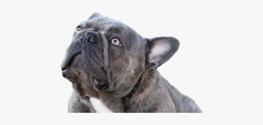 Micro Egzotic French Bulldog, HD Png Download