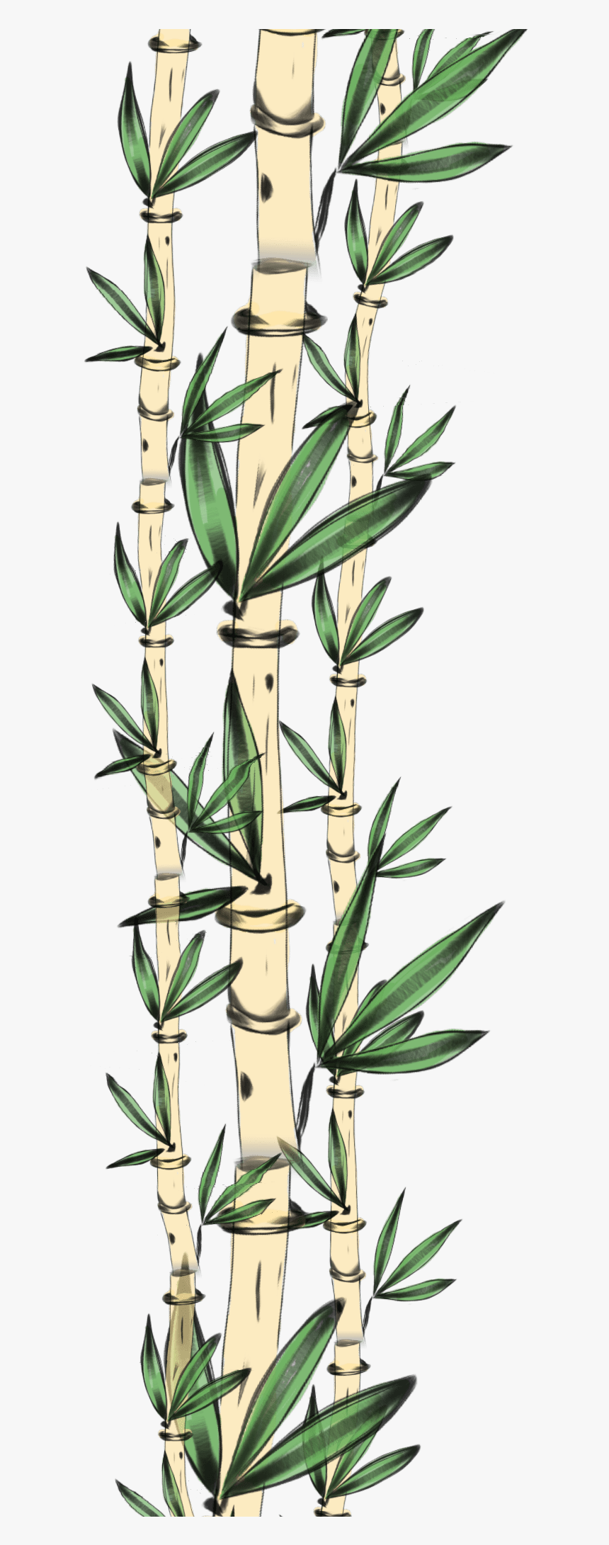 Transparent Bamboo Frame Clipart - Clip Art, HD Png Download