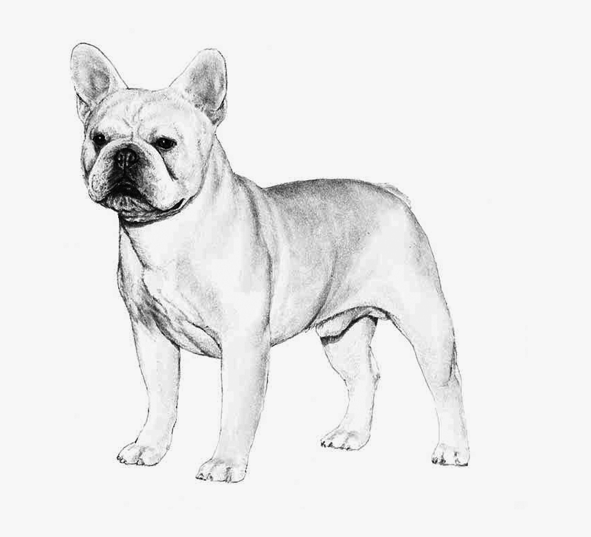 French Bulldog - French Bulldog Akc, HD Png Download