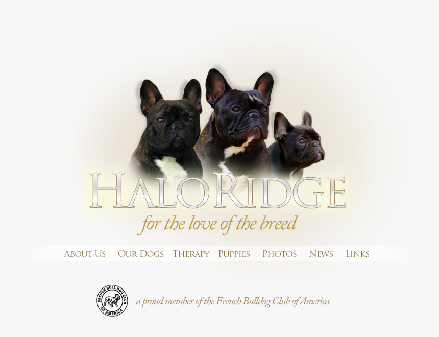 French Bulldog, HD Png Download
