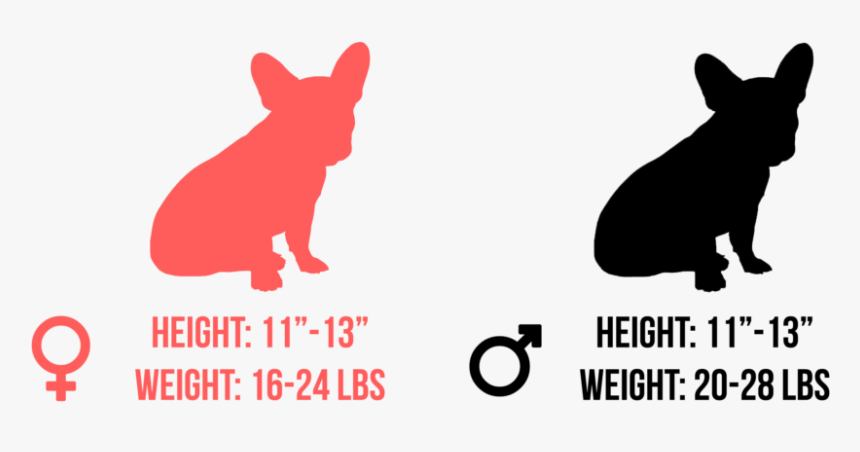 Dog, HD Png Download