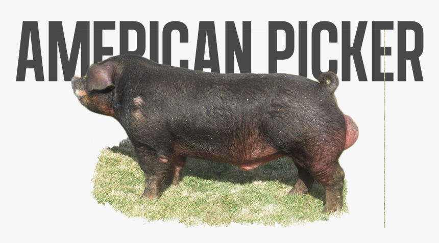 Domestic Pig, HD Png Download