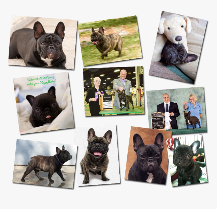 French Bulldog Pictures - French Bulldog, HD Png Download