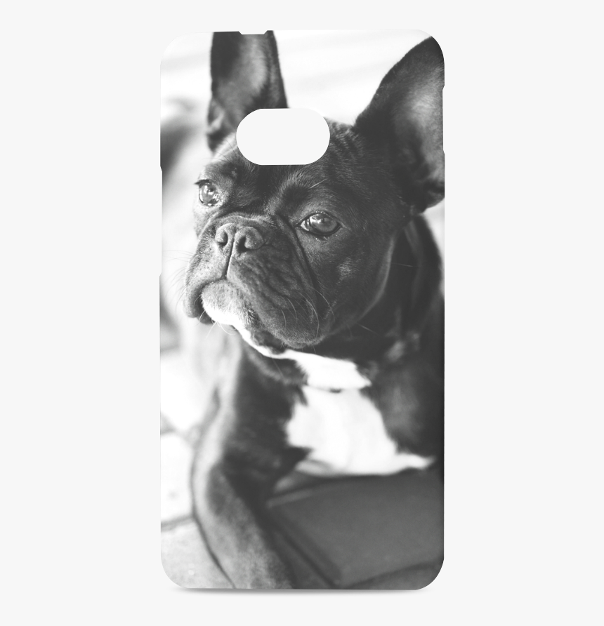 French-bulldog Hard Case For Htc One M7 3d - French Bulldog Canvas Prints, HD Png Download
