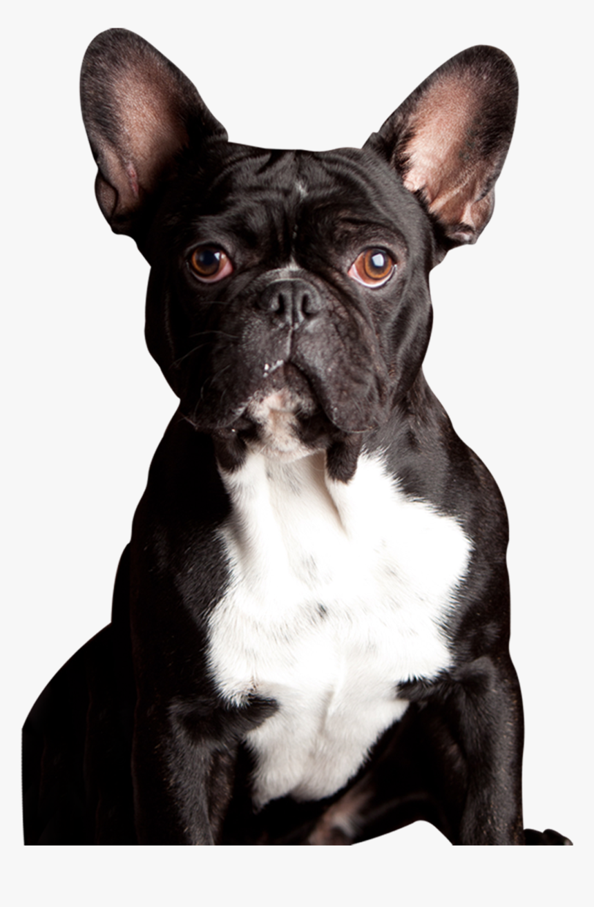 Clip Art Meet Our Powerpet Model - French Bulldog, HD Png Download