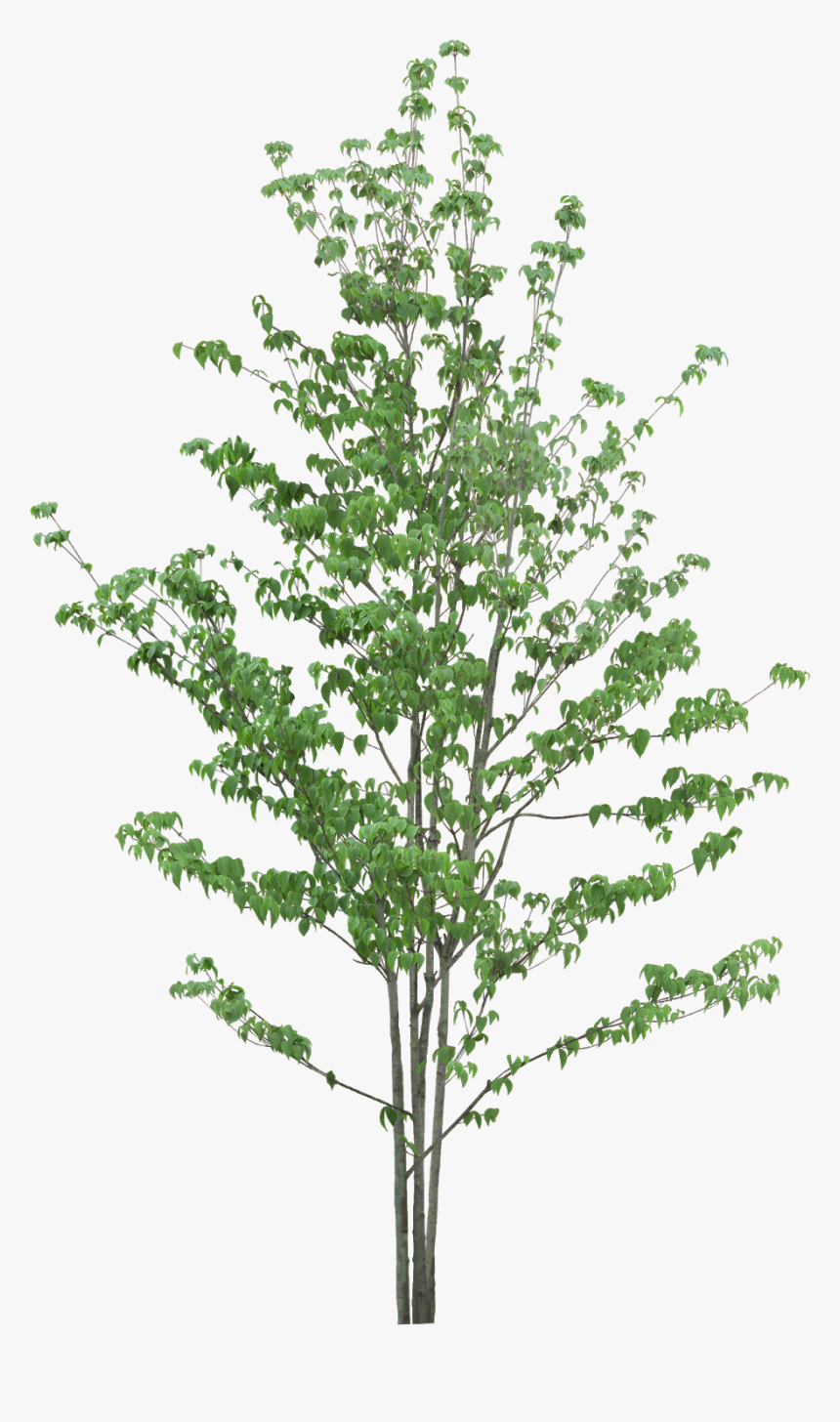 #tree #branches #leaves #palm Tree #autumn Tree #tree - Tree, HD Png Download