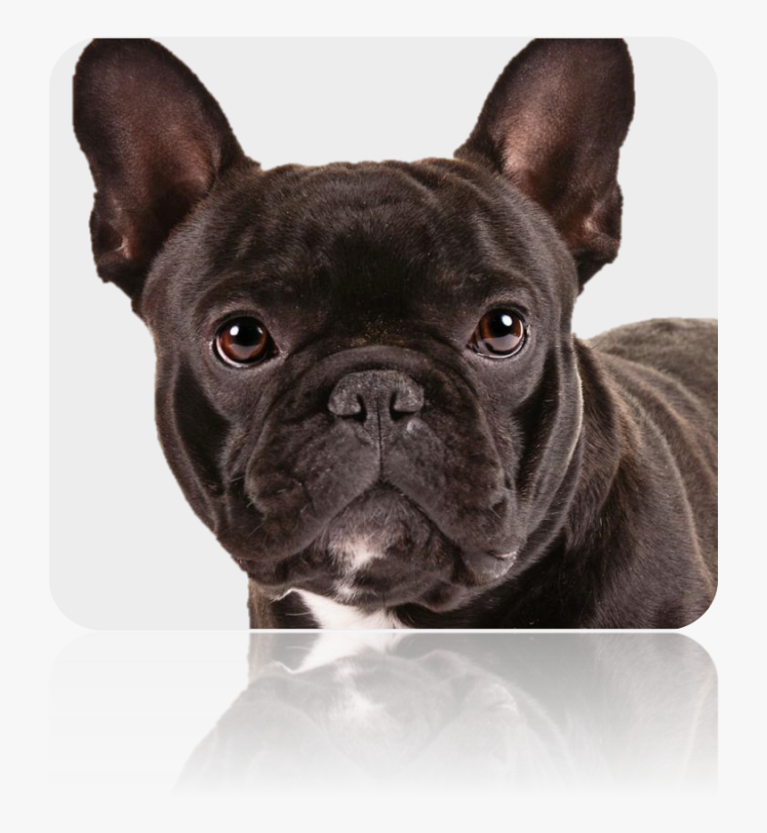 Picture33 - Pug Look Alike Dogs, HD Png Download