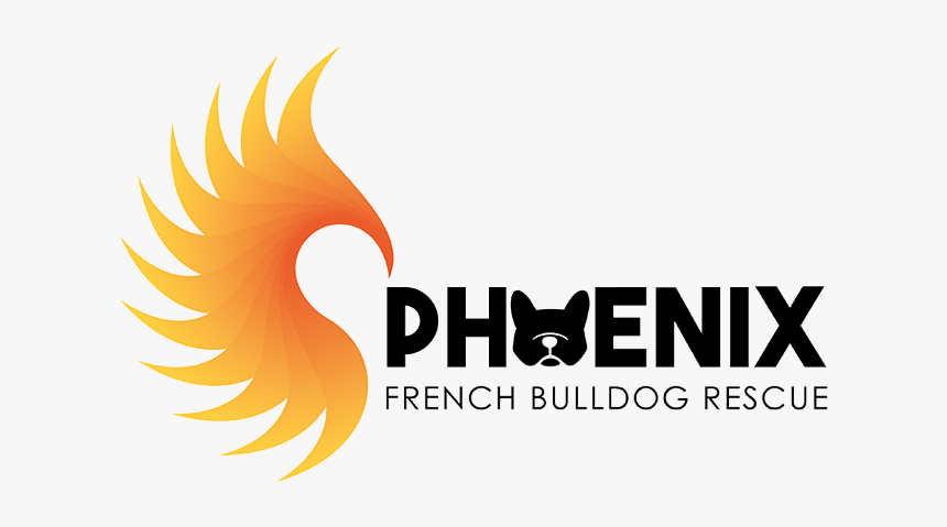 Phoenix French Bulldog Rescue - Phoenix French Bulldog, HD Png Download