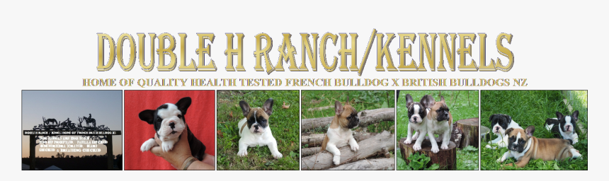 French Bulldog, HD Png Download