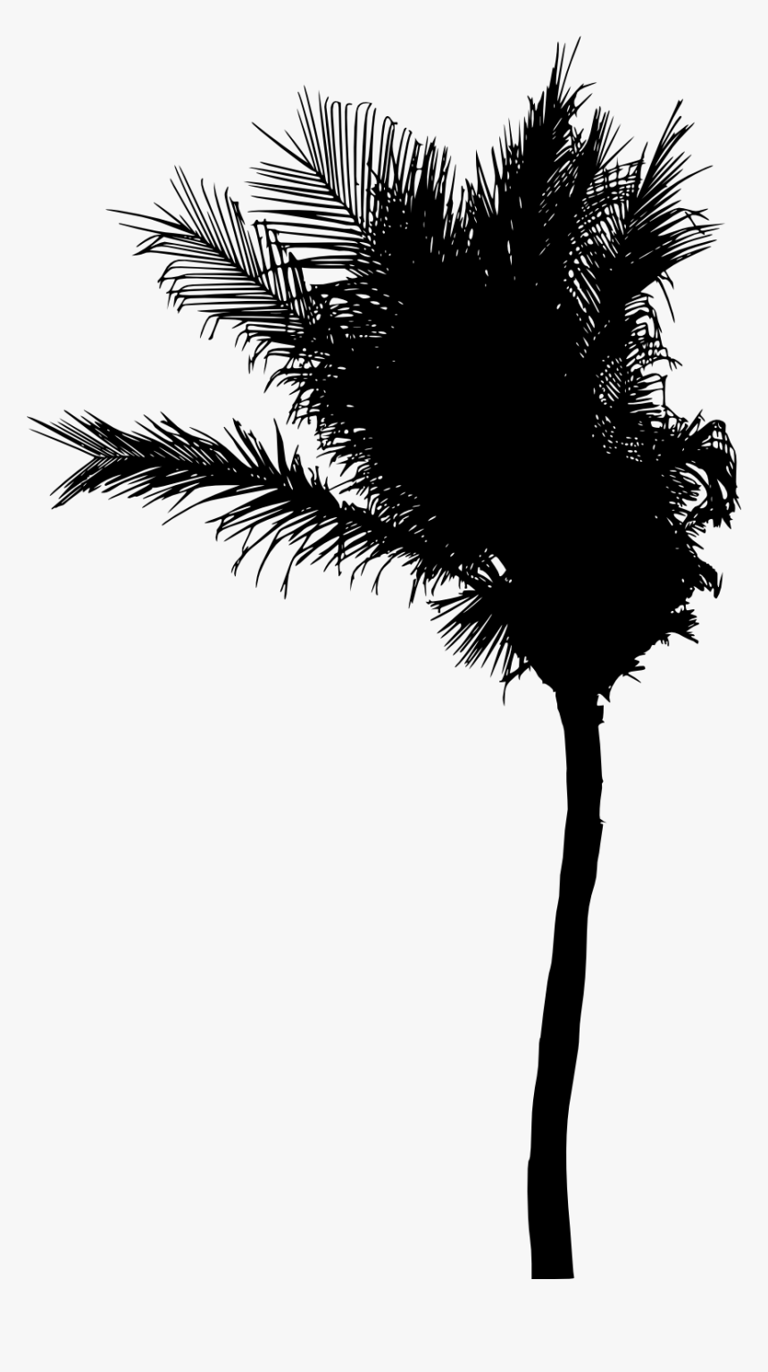 Roystonea, HD Png Download