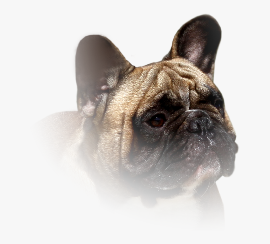 French Bulldog, HD Png Download