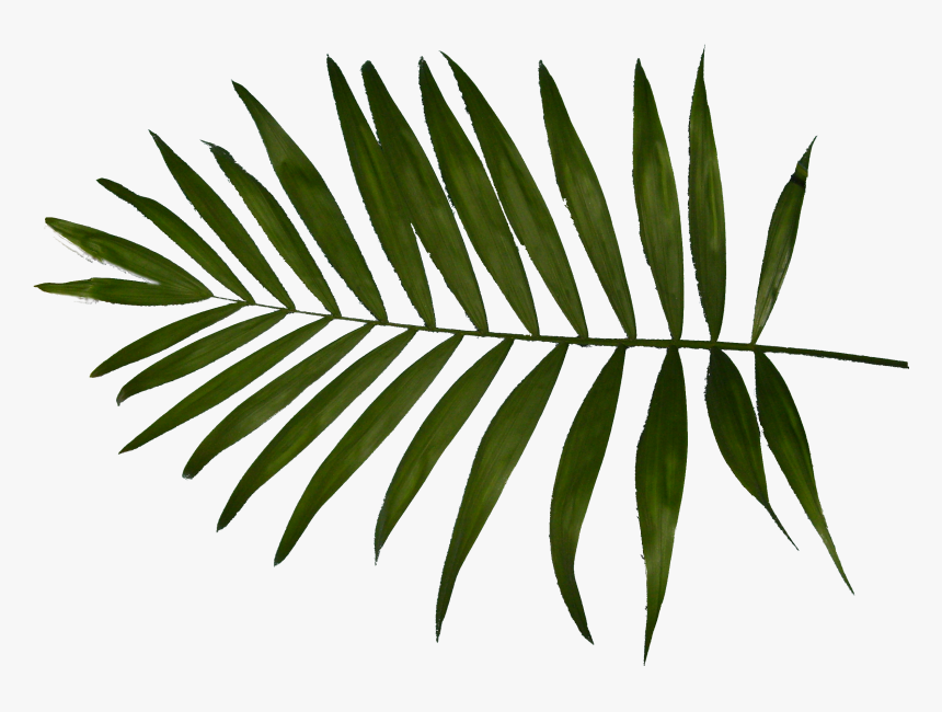 Palm Clipart Fern - Palm Trees, HD Png Download