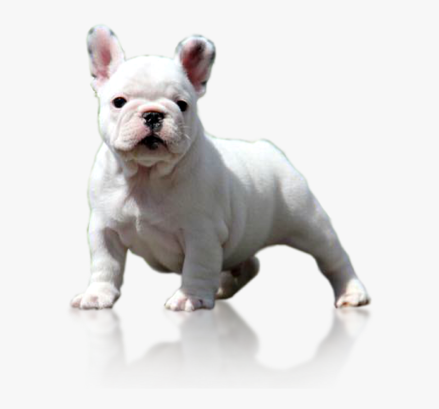 Logo - Toy Bulldog, HD Png Download