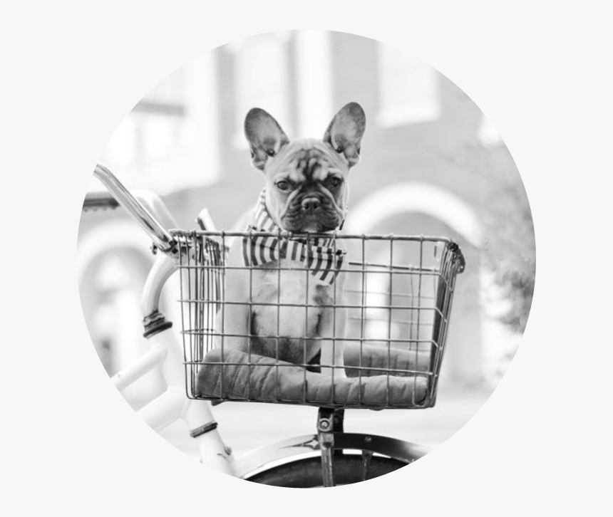 Picture - French Bulldog, HD Png Download